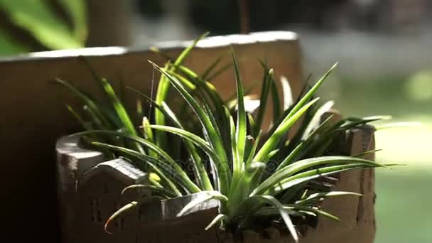 Aloe vera and cactus in ceramic planting pot with morning sunlight casting - Filmati, video