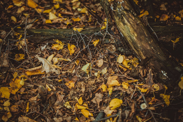 autumn leaves yellow and green on the ground in the forest - 写真・画像