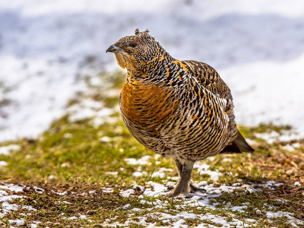Female Western capercaillie in winter landscape - Photo, Image
