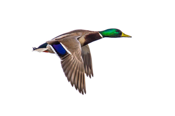 Flying Mallard duck on white - Photo, Image