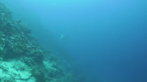 Stingrays hal a tengerben - Felvétel, videó