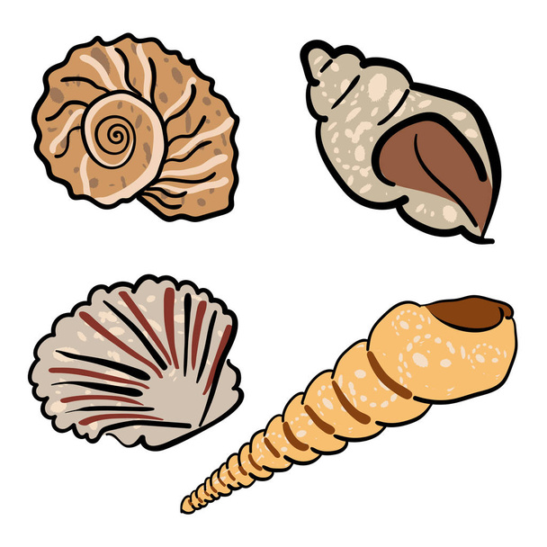 Conjunto de conchas marinas dibujadas a mano
 - Vector, Imagen