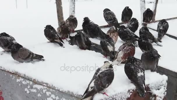 viele tiefgefrorene Tauben sitzen auf einem verschneiten Mülleimer - Filmmaterial, Video