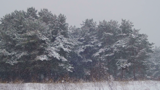 Winterwald mit verschneitem Weihnachtsbaum - Filmmaterial, Video
