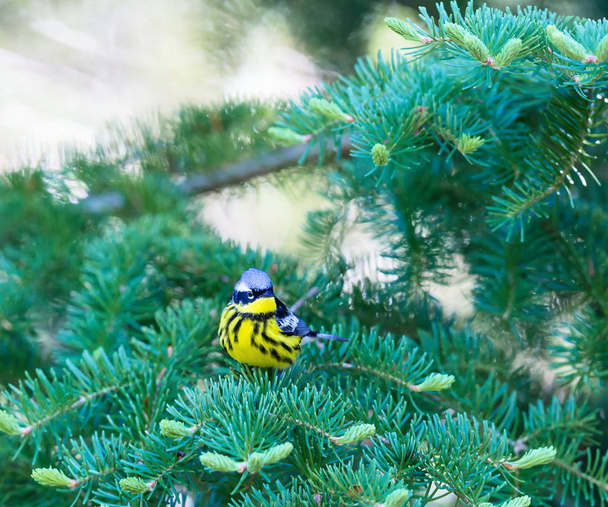 De Magnolia Warbler is een knappe en bekende zangers van de noordelijke bossen. Hoewel het voedergewassen vaak opvallend en dicht bij de grond, is het een erg verlegen en moeilijk te fotograferen. - Foto, afbeelding