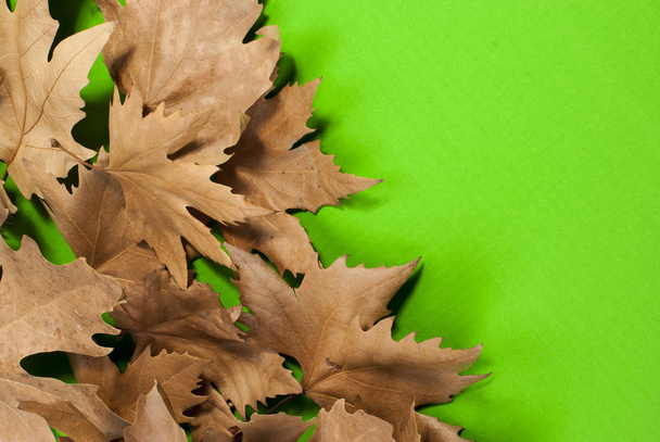 Sycamore leaves - Foto, Imagem