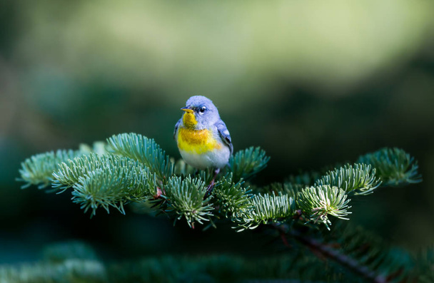 The Northern Parula is a handsome and familiar warbler of the northern forests. It migrates to the boreal forests of Quebec Canada in summer where it nests and returns south for the winter - Zdjęcie, obraz