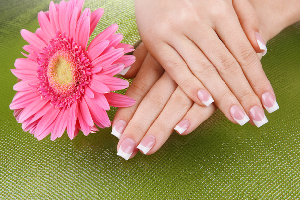 Woman hands with french manicure and flower on green background - Valokuva, kuva