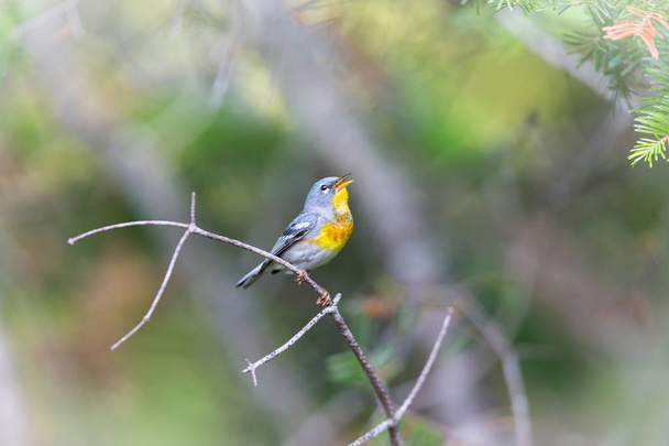 The Northern Parula is a handsome and familiar warbler of the northern forests. It migrates to the boreal forests of Quebec Canada in summer where it nests and returns south for the winter. - Photo, Image