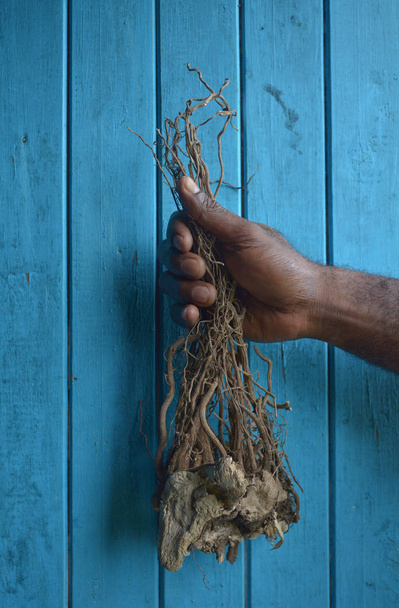 Wurzel der Pfefferpflanze zur Herstellung von Kava-Getränk - Foto, Bild