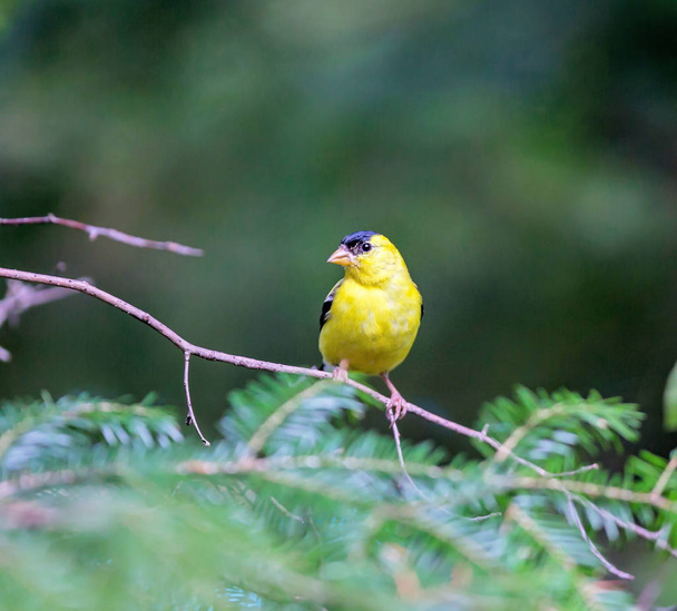 Amerikai goldfinch férfi. - Fotó, kép