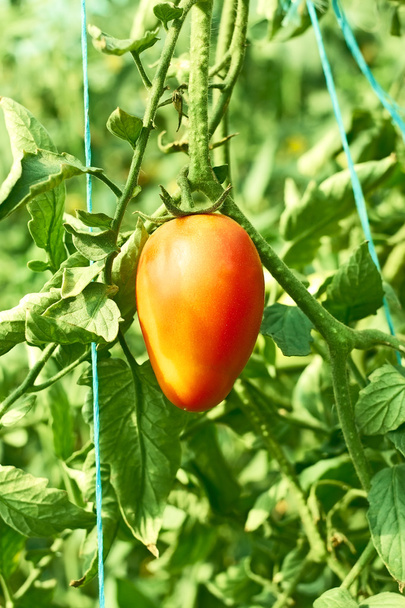 温室の 1 つのトマト - 写真・画像