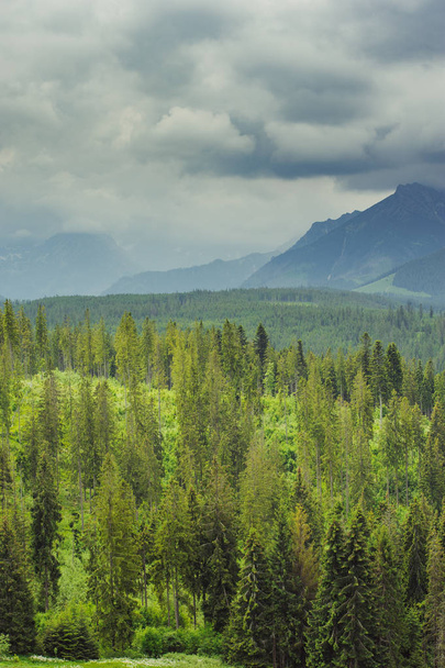 Ορεινό δάσος που καλύπτονται από ομίχλη - Φωτογραφία, εικόνα