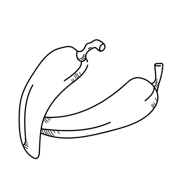 Illustration de dessin à main levée piment de légumes
. - Photo, image