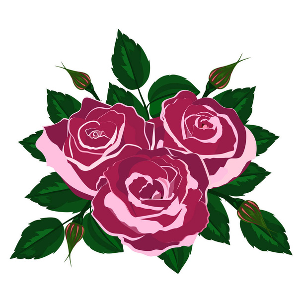 bouquet of pink roses on a white background - ベクター画像