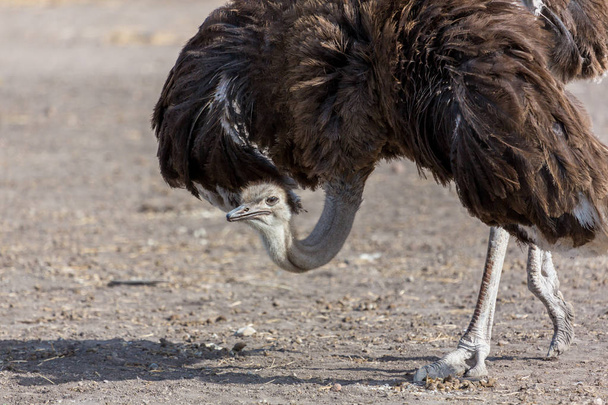 Ostrich defending its nesting site. - 写真・画像
