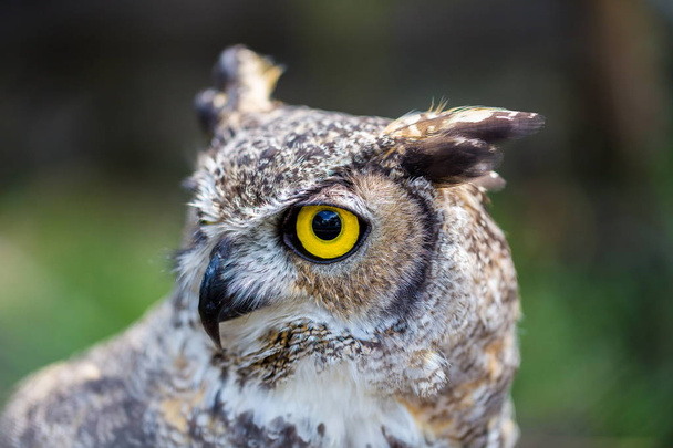 Great horned owl. - Zdjęcie, obraz