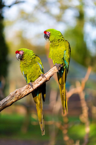 Militaire Macaw presque éteint dans la nature, mais peut encore être trouvé dans les forêts nuageuses du Mexique
. - Photo, image