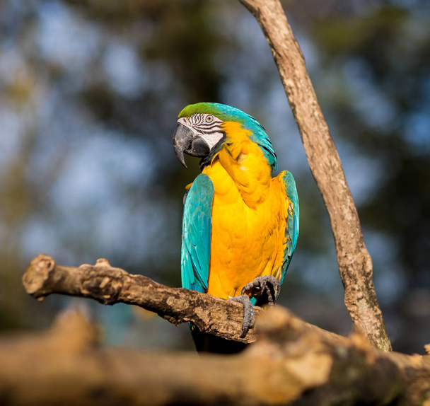 Blue and Gold Macaw. - Photo, image
