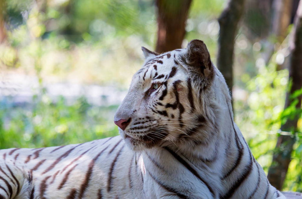 Tigre Branco Índia
. - Foto, Imagem