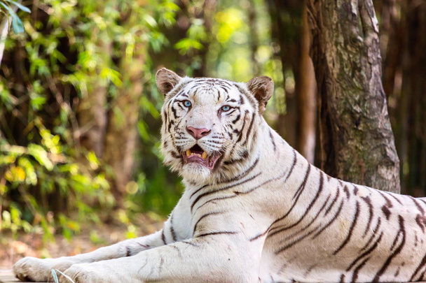 Белый тигр
. - Фото, изображение