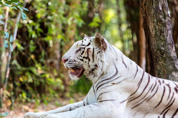 Tigre Branco Índia
. - Foto, Imagem