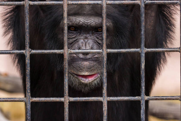 Chimpansee achter Bars. - Foto, afbeelding