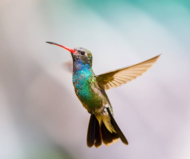 široké vyúčtování kolibřík. - Fotografie, Obrázek