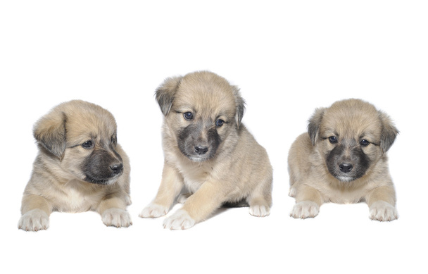 three puppy - Fotografie, Obrázek
