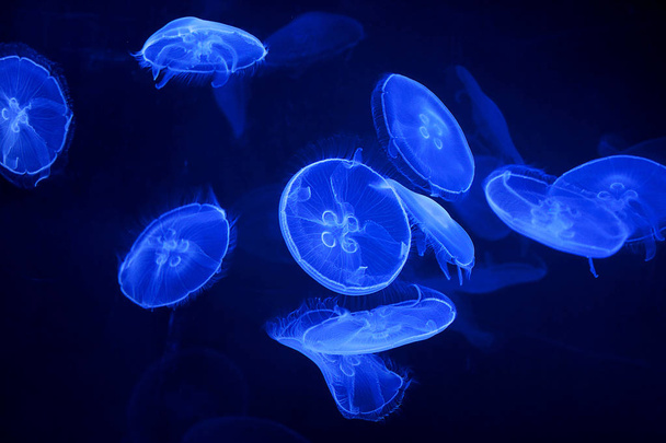 blue jellyfish on black background - Foto, imagen