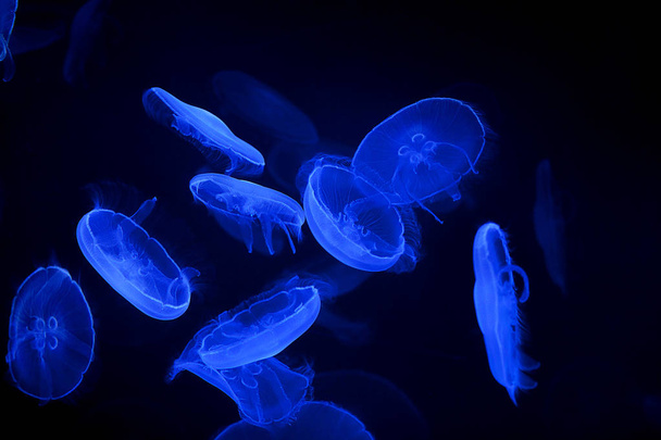 blue jellyfish on black background - Photo, image