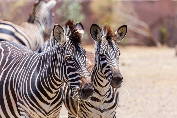 Zebra the striped horse. - Photo, Image