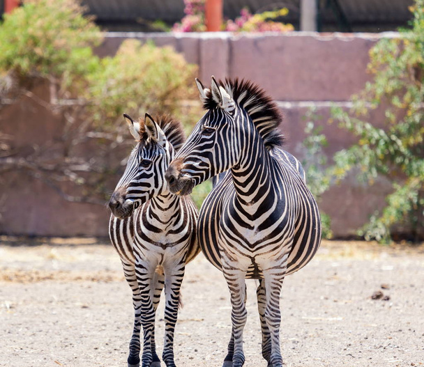 Zebra csíkos ló. - Fotó, kép