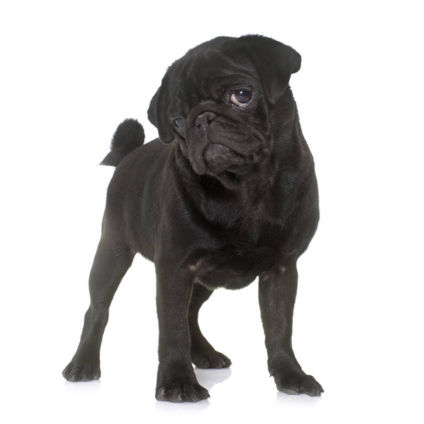 puppy black pug - Photo, Image