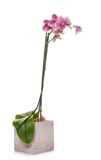 Orchidea in studio
 - Foto, immagini
