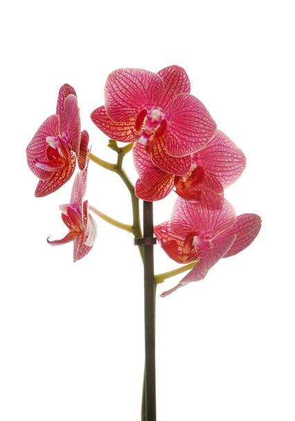 orchidej ve studiu - Fotografie, Obrázek