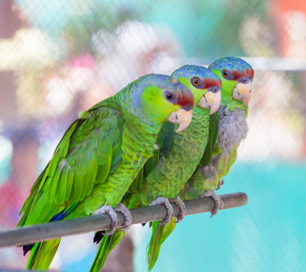 Papagaio-da-amazônia coroado de lilás
. - Foto, Imagem