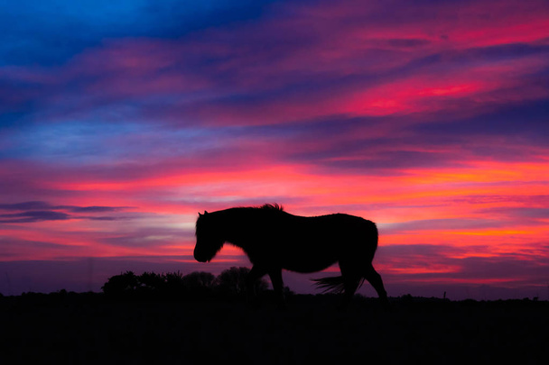 Nuevo pony Bosque silueta en el viento en frente de la puesta del sol
 - Foto, imagen
