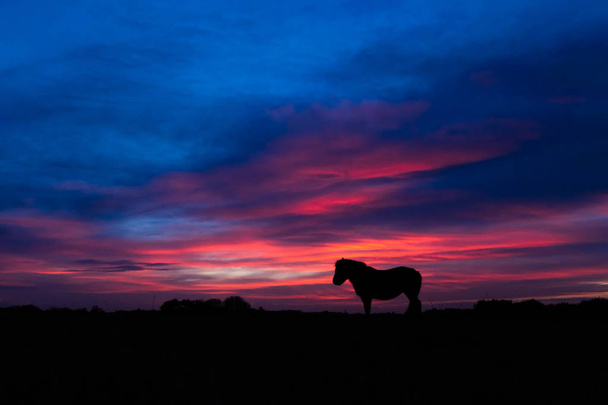 Nuevo pony Bosque silueta de pie frente a la puesta del sol
 - Foto, imagen