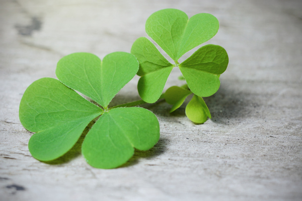 Macro Trébol de tres hojas sobre mesa de madera rústica. Shamrock planta es símbolo de la suerte o st. Patricks día. Irlanda nacional
 - Foto, imagen