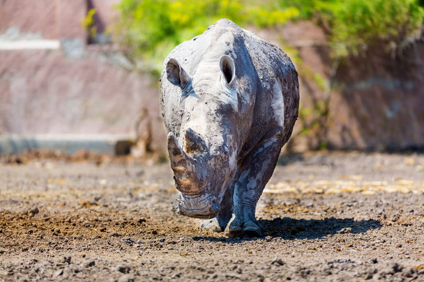 Zwarte Rhinocerus in een veld. - Foto, afbeelding