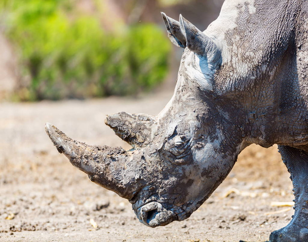Rinoceronte negro en un campo
. - Foto, imagen