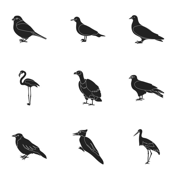 Bird set icons in black style. Big collection of bird vector symbol stock illustration - Вектор,изображение