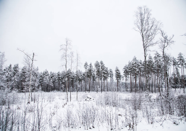 Гарні зимовий пейзаж у північних Європи, сірим кольором, дощ день - Фото, зображення