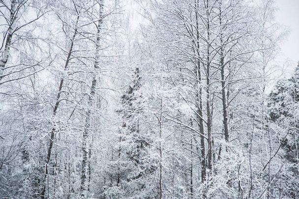 Een prachtige winterlandschap in Noordse Europa, in grijs, bewolkte dag - Foto, afbeelding