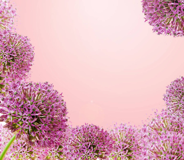 Mooie bloeiende paarse Allium close-up, groet of bruiloft kaart ontwerp. Seizoensgebonden bloem achtergrond. - Foto, afbeelding