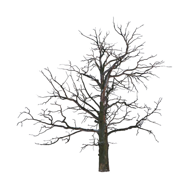Мертвое дерево изолировано на белом
 - Фото, изображение