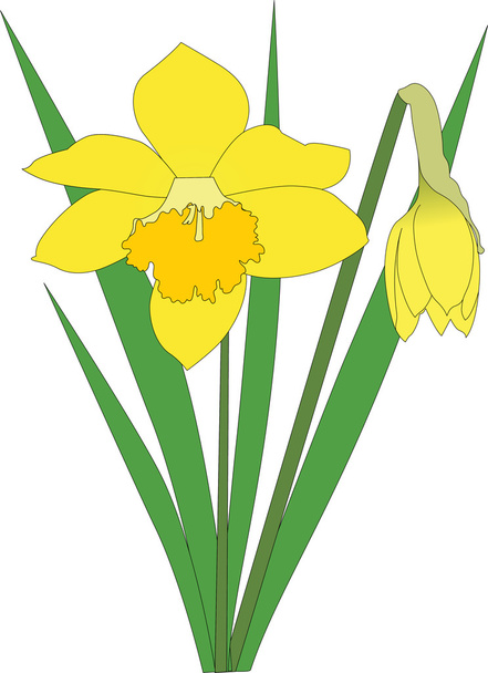 Narcisos flor
 - Vector, imagen