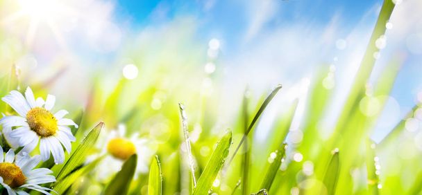 весенний цветочный фон; свежая трава на солнечном небе
 - Фото, изображение
