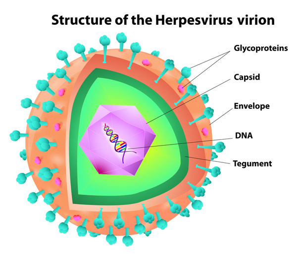 Herpesviruksen rakenne
 - Vektori, kuva